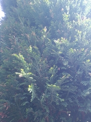 Cupressus × leylandii