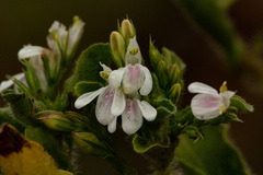 Justicia anagalloides