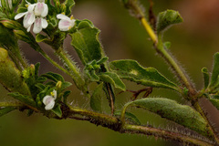 Justicia anagalloides