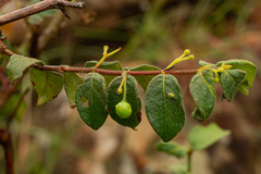 Rytigynia