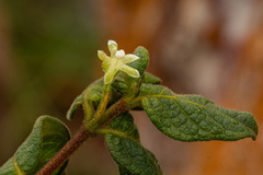 Rytigynia