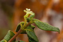 Rytigynia