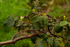 Rytigynia
