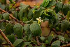 Rytigynia