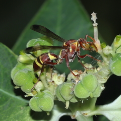 Polistes stigma