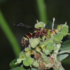 Polistes stigma