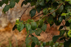 Rytigynia
