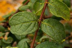 Rytigynia