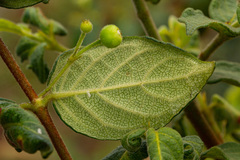 Rytigynia