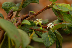 Rytigynia