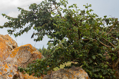 Rytigynia