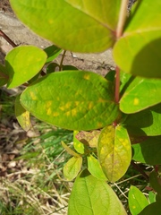 Uredo androsaemi