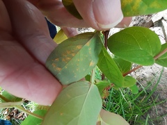 Uredo androsaemi