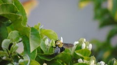 Bombus steindachneri