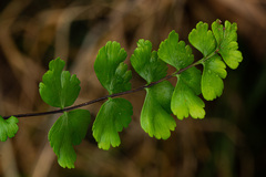 Asplenium ramlowii