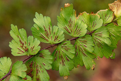 Asplenium ramlowii