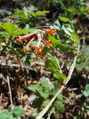 Lonicera arizonica