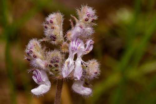 Aeollanthus repens