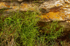 Oldenlandia herbacea