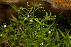 Oldenlandia herbacea