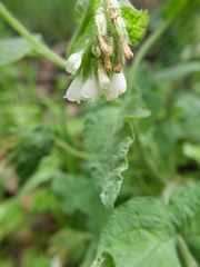 Symphytum brachycalyx
