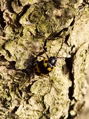 Gallerucida bifasciata