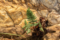 Cheilanthes inaequalis