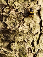 Gallerucida bifasciata