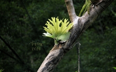 Platycerium wallichii