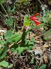 Lonicera arizonica