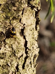 Gallerucida bifasciata