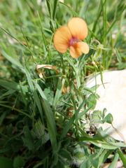 Lathyrus blepharicarpos