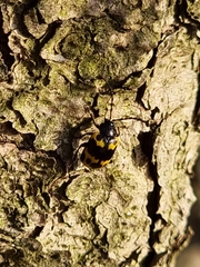 Gallerucida bifasciata