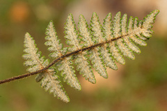 Cheilanthes inaequalis