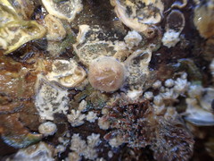 Fistulobalanus kondakovi