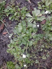 Bellis perennis
