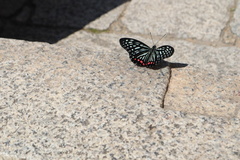 Hestina assimilis formosana