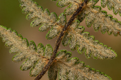 Cheilanthes inaequalis