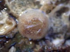 Fistulobalanus kondakovi