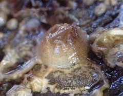 Fistulobalanus kondakovi