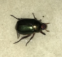 Anomala russiventris