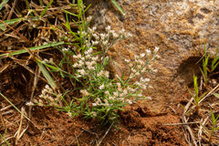 Polycarpaea eriantha