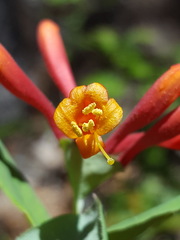 Lonicera arizonica