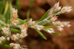 Polycarpaea eriantha