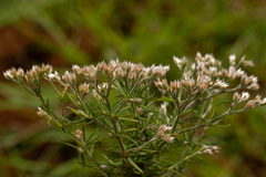 Polycarpaea eriantha