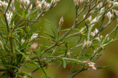 Polycarpaea eriantha