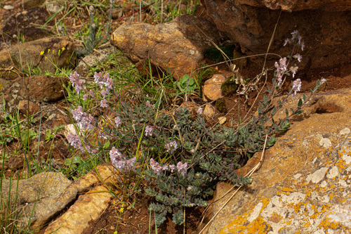 Aeollanthus repens