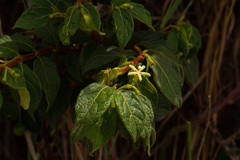 Rytigynia
