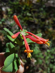 Lonicera arizonica