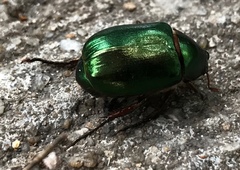 Anomala russiventris